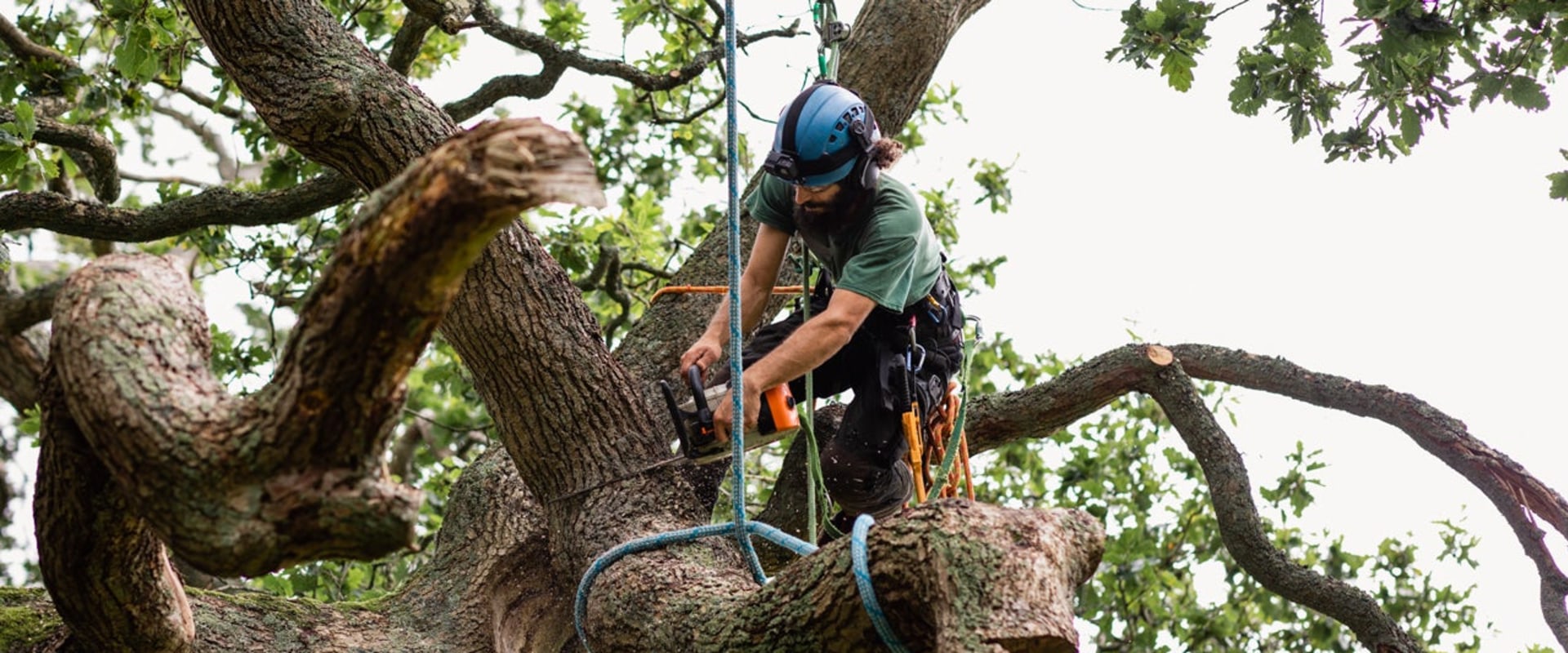 Does hurricane insurance cover tree removal?